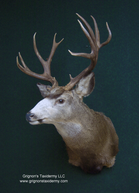 mule deer mount by reimond grignon